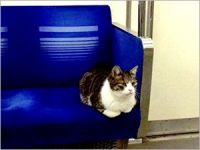 Metronun patronu Tokyo'lu kedi